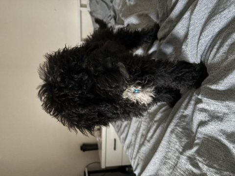 3 Aylık Siyah Toy Poodle