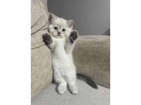 2.5 Aylık Dişi Özel Seri Kedimiz