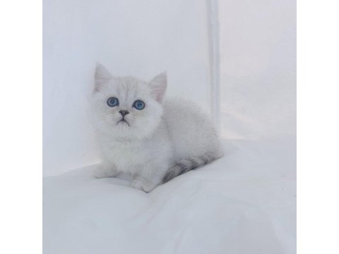 British Shorthair Köpekleri