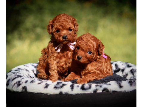 Toy Poodle Kore Red Brown Mini Yavrularımız