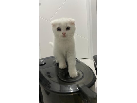 Yavru Scottish Fold