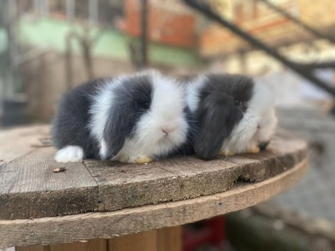 Safkan Tavşan Yavruları Her İle Gönderim