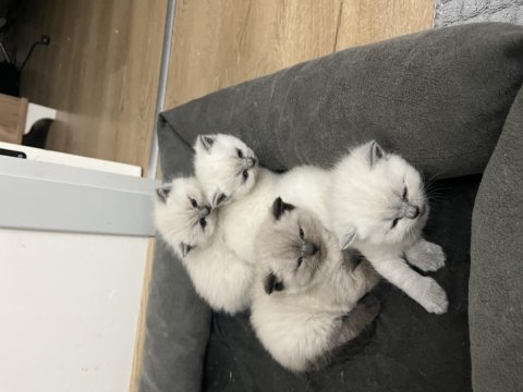 British Longhair Yavru Kediler