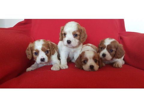 Safkan Cavalier King Charles Bebekler