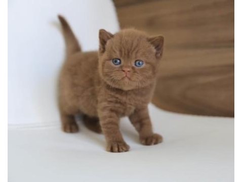 Minik Çikolata Topu Chocolate British Shorthair Yavrumuz