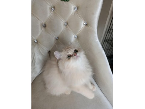 Cy 11 Şecere Belgesi Safkan Dişi 5 Aylık British Longhair