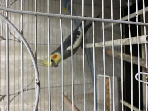 Grey Erkek Damızlık Sultan Papağanı