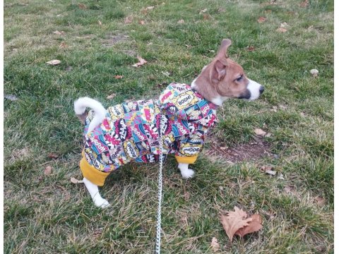5 Aylık Sorunları Bitmiş, Aşılı, Tuvalet Eğitimli Jack Russell