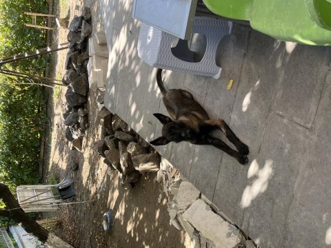 5 Aylık Dişi Belçika Malinois Kurt Köpeği