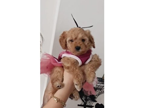 Oyuncu Maya Köpeğimiz