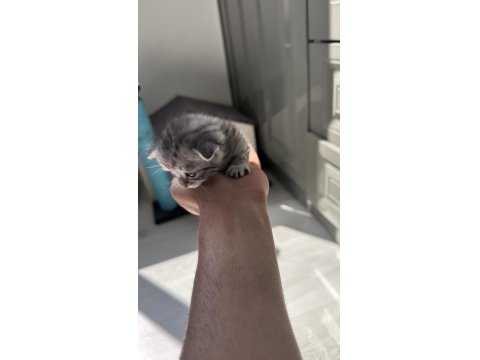 5 Adet Scottish Fold Yavrular