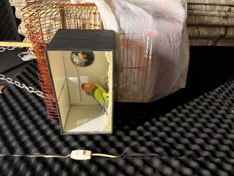 Takım Sevda Papağanı