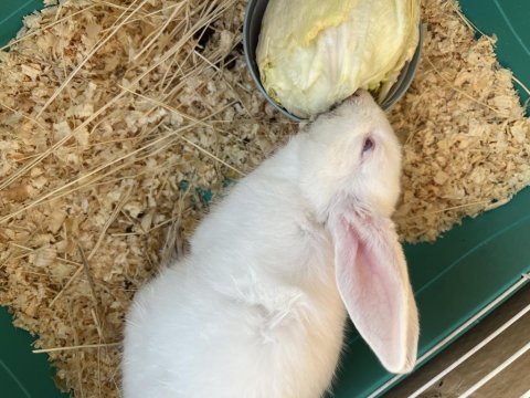 Yavru Tavşan Kafesi İle Birlikte