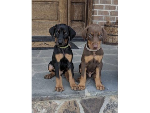 Sağlık Ve Irk Garantili Doberman Köpekleri