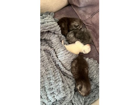 British Yavrularımız