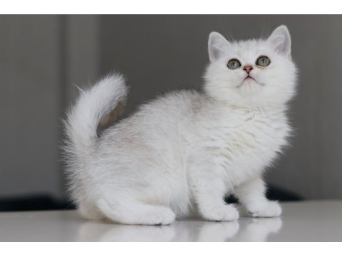 Full Şecereli Babadan Teslime Hazır Erkek Kedimiz