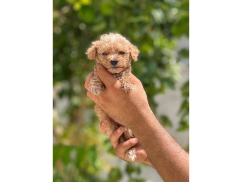 Sevimli Maltipoo Yavru Köpeklerimiz