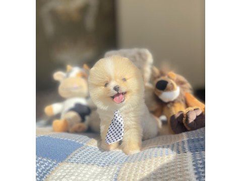 Ayı Surat Pomeranian Boo Yavrular