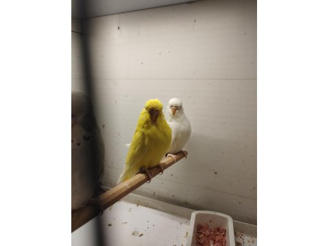 Yerli-Jumbo Kırığı-Show Jumbo Muhabbet Kuşlar