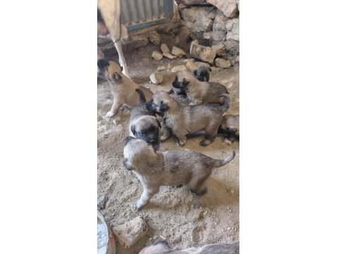 Sivas'ın Has Kangal Yavruları