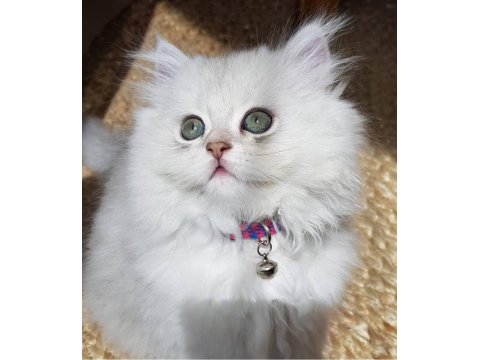 Sahiplendirme Kediler (Görüşülür)