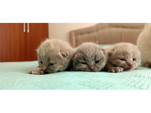 Scottish Fold Biri Gri İkisi Bluepoint Yavrularımız