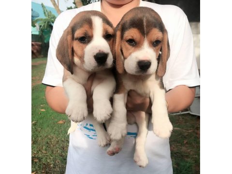Irk Garantili Beagle Yavruları