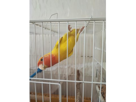 Cennet Papağanı 2 Yaşında Erkek