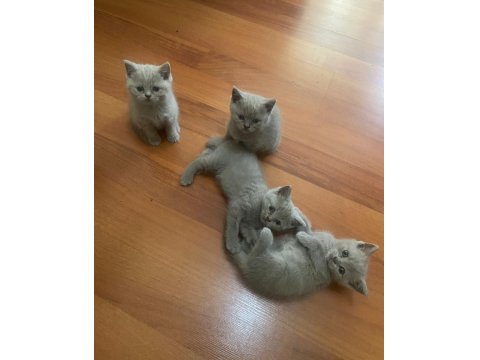 Mavi Gözlü Orjinal British Yavru Bebekler