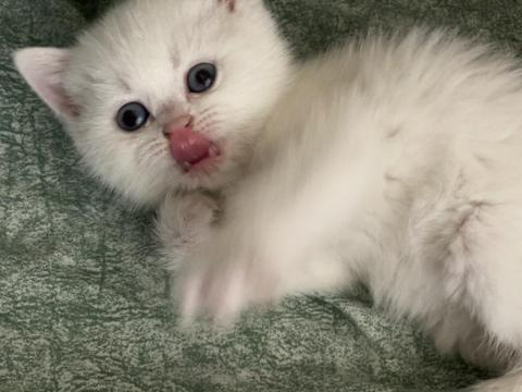 Safkan British Shorthair Yavrularımız