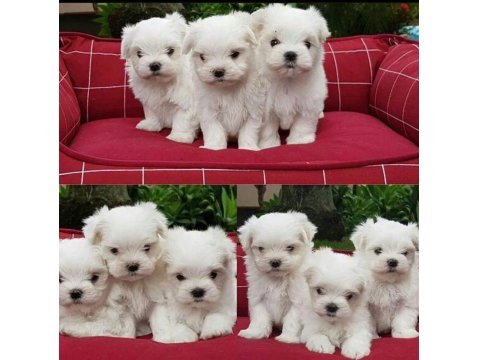 Ev Doğumu Maltese Bebeklerimiz