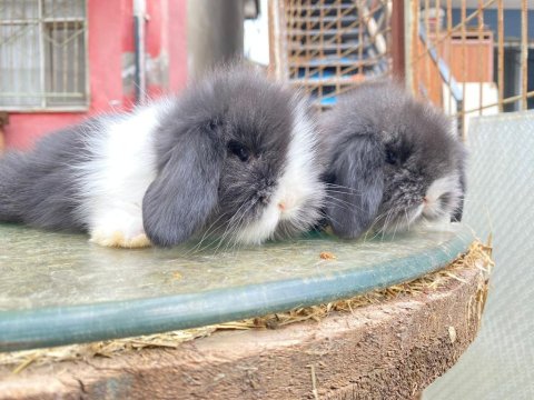 Safkan Evcil Yavru Tavşanlar Her İle Gönderilir