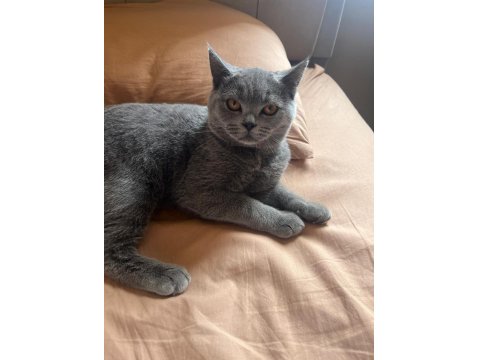 Tüm Eşyaları İle 5 Aylık Erkek British Shorthair