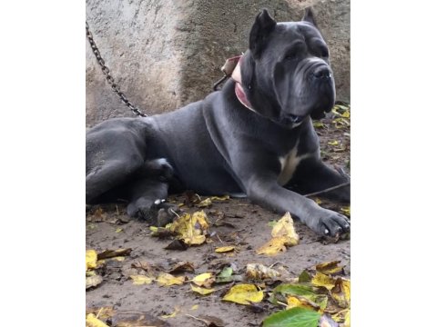 Orjinal Cane Corso Yavrular