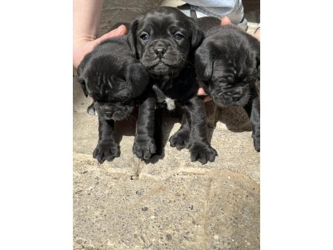 1,5 Aylık Siyah Pug Yavrular