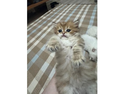 1 Aylık Bebik Kedimize Yuva Arıyoruz