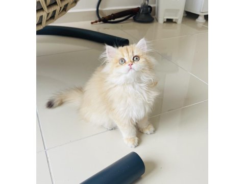 British Longhair Golden Ny11