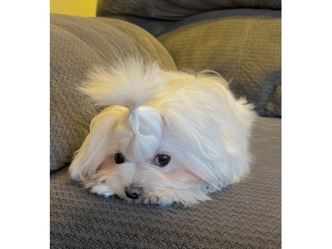 Şecereli Kore Kan Maltese Yavruları