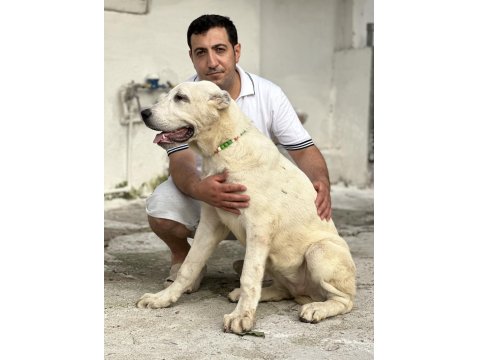 Aşıları Yapılı Köpeklerimizi Sahiplendiriyoruz