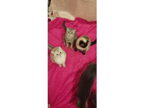 Yetiştirici Olmak İsteyenler İçin Bir Erkek British Bir Dişi Scottish Fold