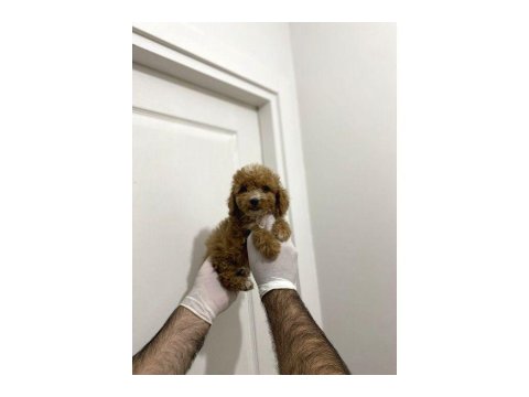 Sevimli Maltipoo Güzel Yüzlü Bebeklerimiz