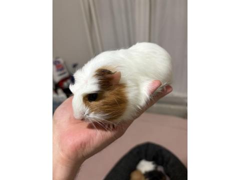 Tatlı Guinea Pig Yavrularımız Yuva Arıyor