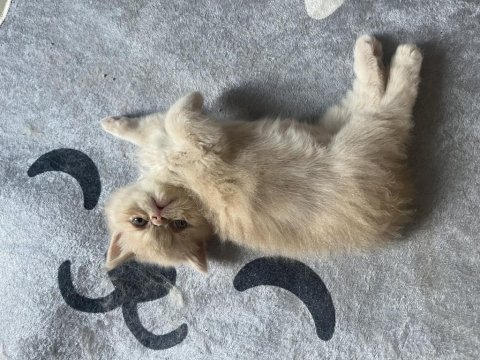 40 Günlük İran Kedisi Yavrular