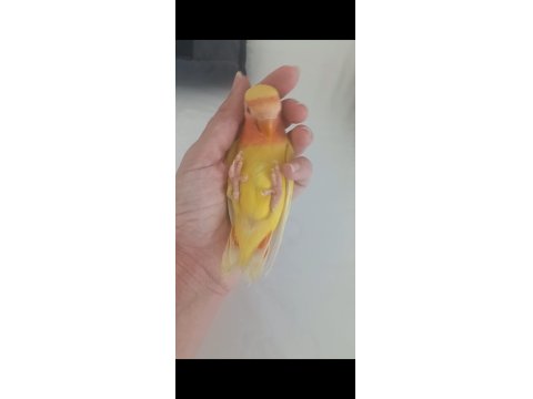 Evcil Isırmayan Sevda Papağanı Yavrusu