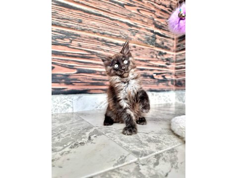 Wcf Kayıtlı Full Şecereli Şampiyon Soylu Maine Coon Yavruları