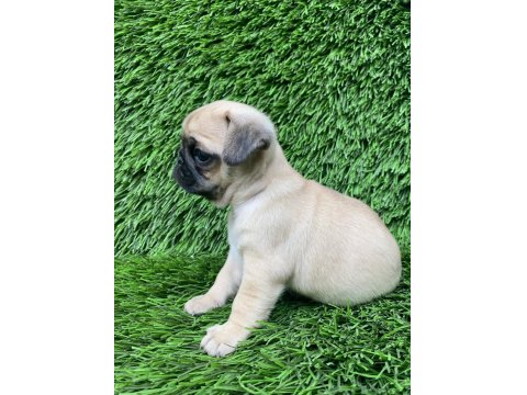 Pug Yavru Evinizin Neşesi Olsun