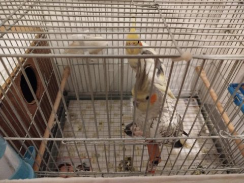 Eş Sultan Papağanı