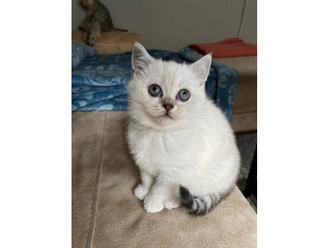 Dünya Güzeli British Shorthair Kediler