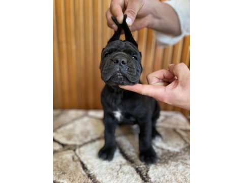 Gerçek Dev Adayları Cane Corso