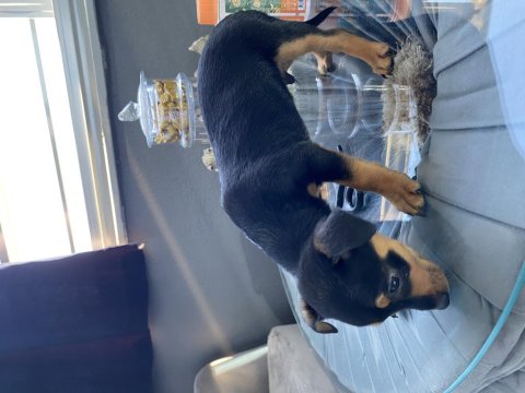 Erkek Minyatür Pinscher 2 Aylık